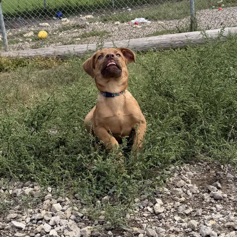 A baby small-sized female Golden Labrador Retriever dog named Petunia for adoption in Spencer, IA