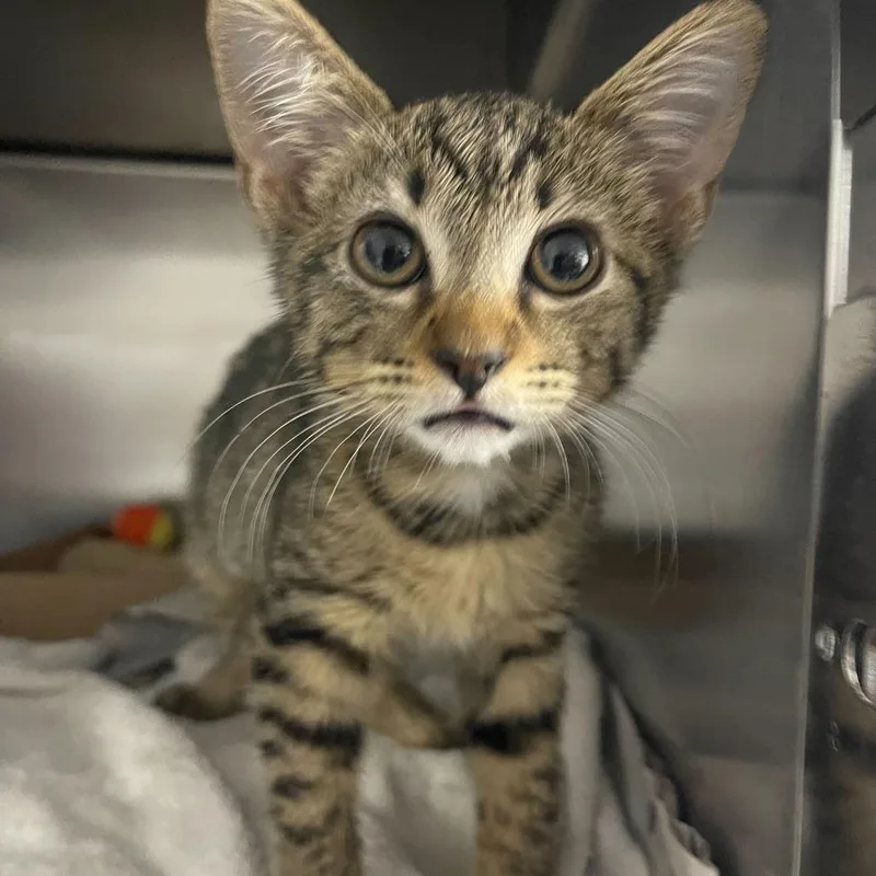 A baby small-sized female Brown / Chocolate Domestic Short Hair cat named Independence for adoption in Valdosta , GA