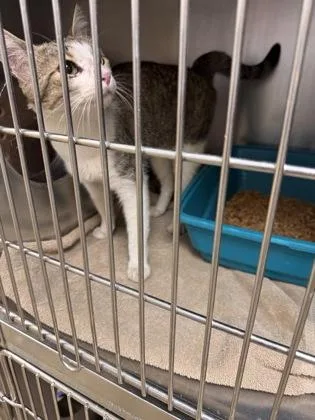 An adult medium-sized male Domestic Short Hair cat named Clark for adoption in Longmont, CO
