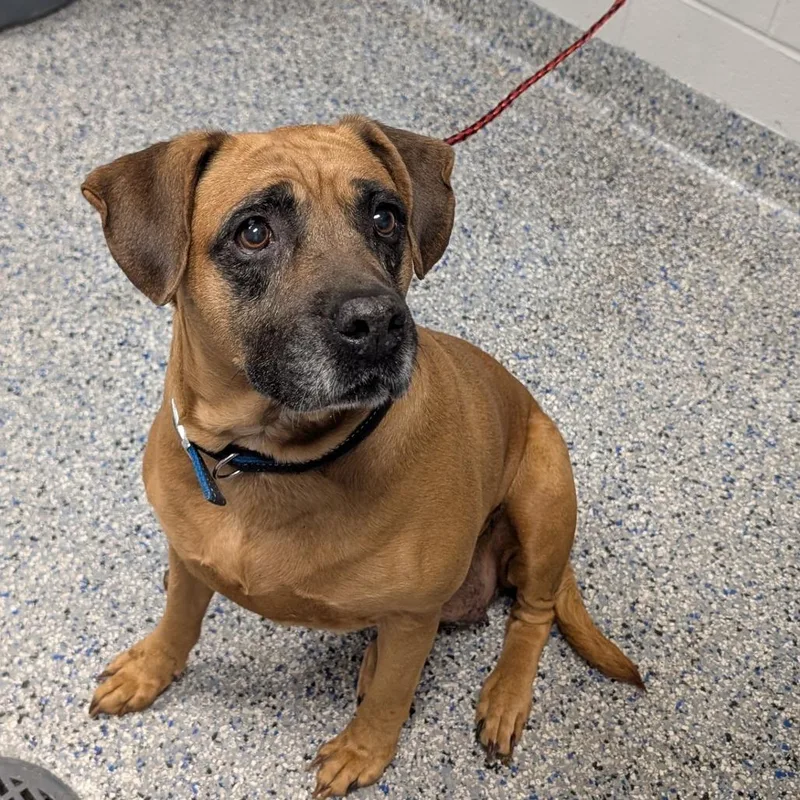A senior large-sized female Brown / Chocolate Boxer dog named Bohemian for adoption in Greenville, SC