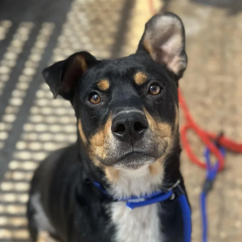 An adult medium-sized male Black Rottweiler dog named Morsel for adoption in Fort Smith, AR