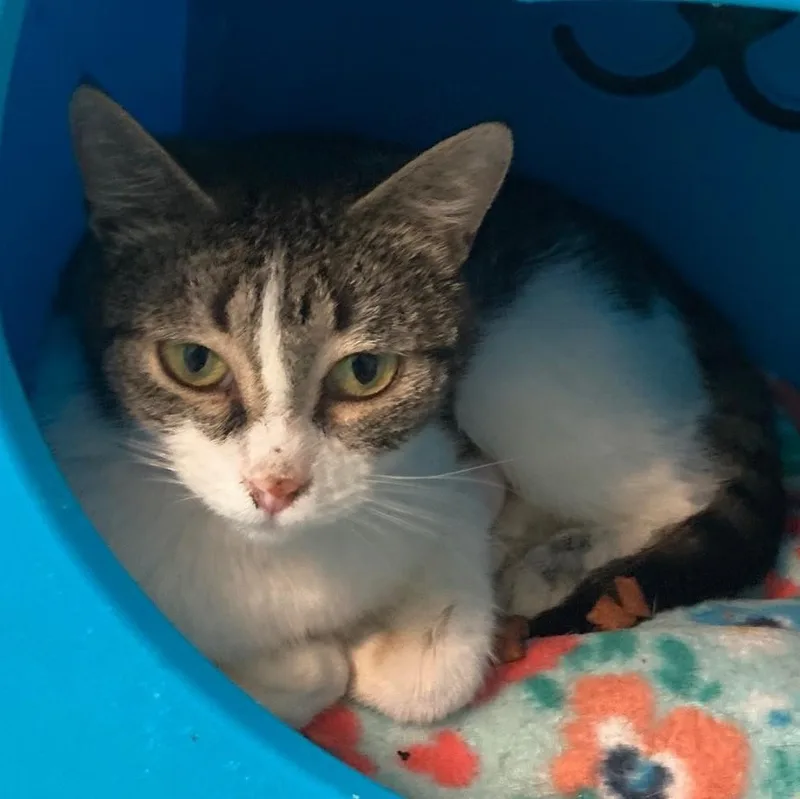 An adult medium-sized female Tabby (Buff / Tan / Fawn) Tabby cat named Irene Super Friendly for adoption in Hoquiam, WA