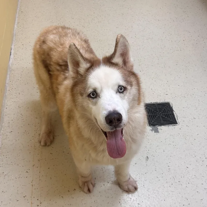 An adult medium-sized male Husky dog named Mojo Jojo for adoption in LOXAHATCHEE, FL