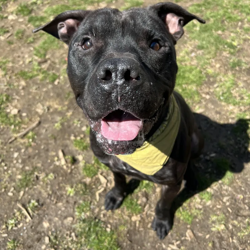 A young medium-sized male Black American Staffordshire Terrier dog named Finn for adoption in Yonkers, NY