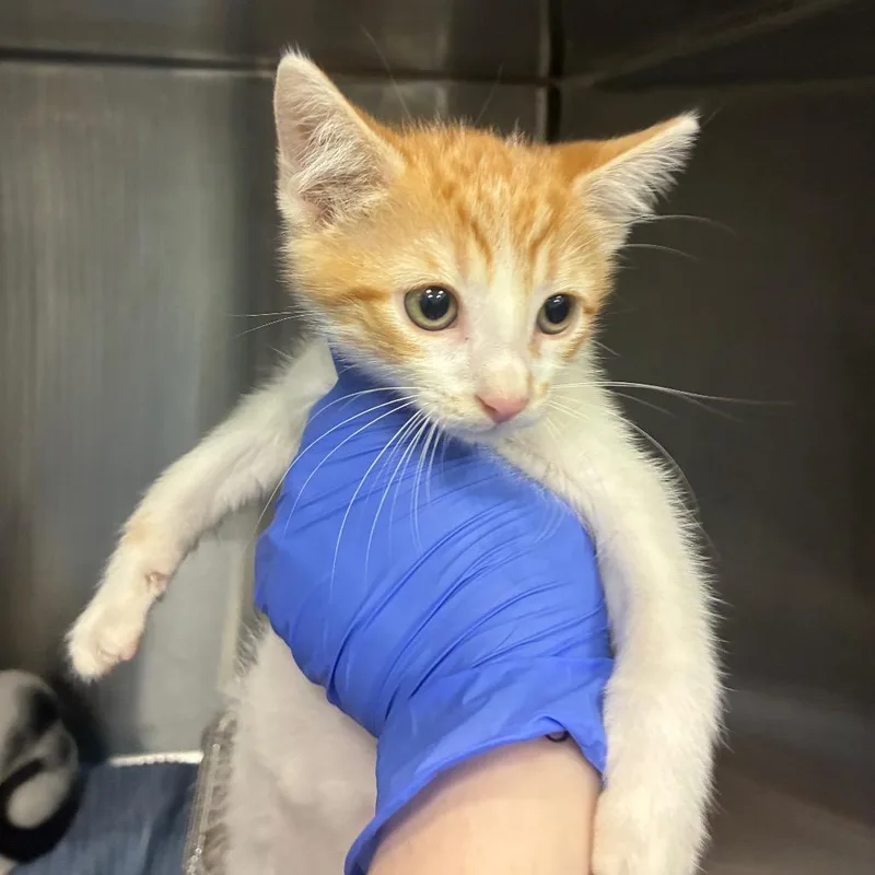 A baby small-sized male Domestic Short Hair cat named Gibbous for adoption in Greensboro, NC