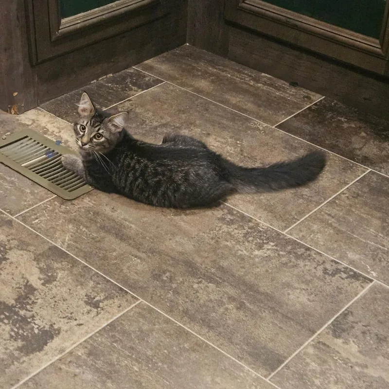 A baby small-sized male Brown / Chocolate Domestic Long Hair cat named Parmesan for adoption in Columbus, NC