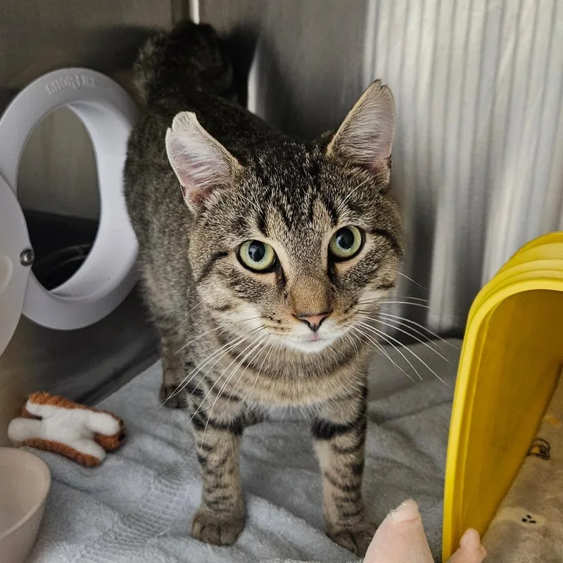 A young medium-sized male Brown / Chocolate Domestic Short Hair cat named Django for adoption in Oneonta, NY