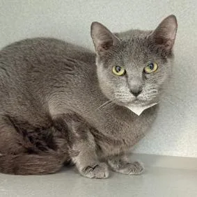 A young medium-sized female Gray / Blue / Silver Domestic Short Hair cat named Snapdragon for adoption in New York, NY