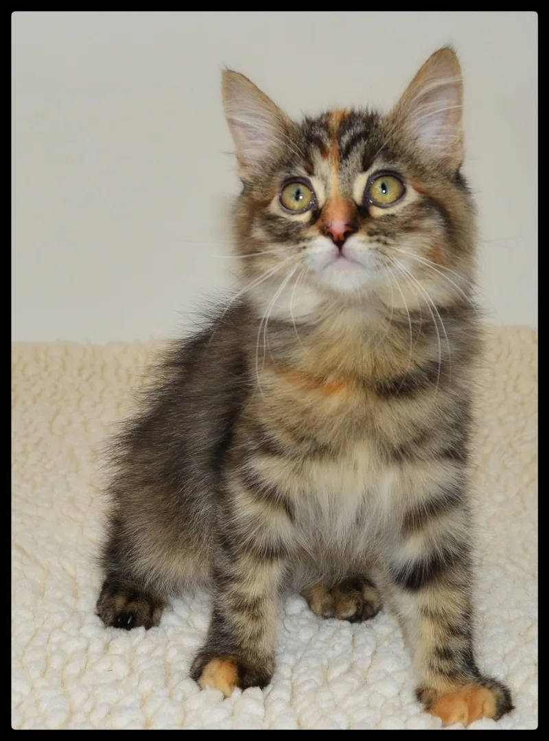 A baby medium-sized female Torbie cat named Rosie for adoption in San Andreas, CA
