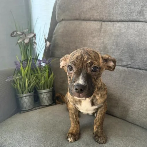 A baby small-sized female Mixed Breed dog named Honolulu Sun for adoption in Toms River, NJ