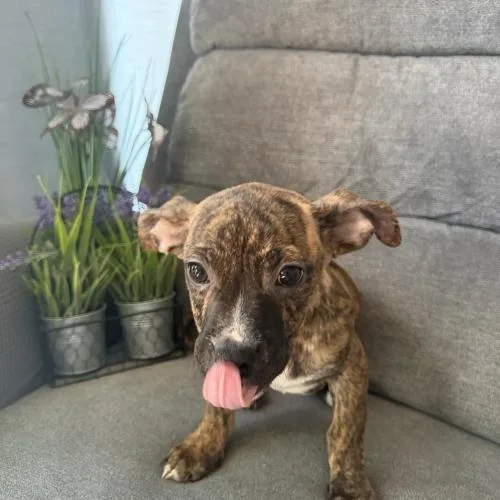 Honolulu Sun thumbnail 2