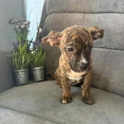 Honolulu Sun thumbnail 3