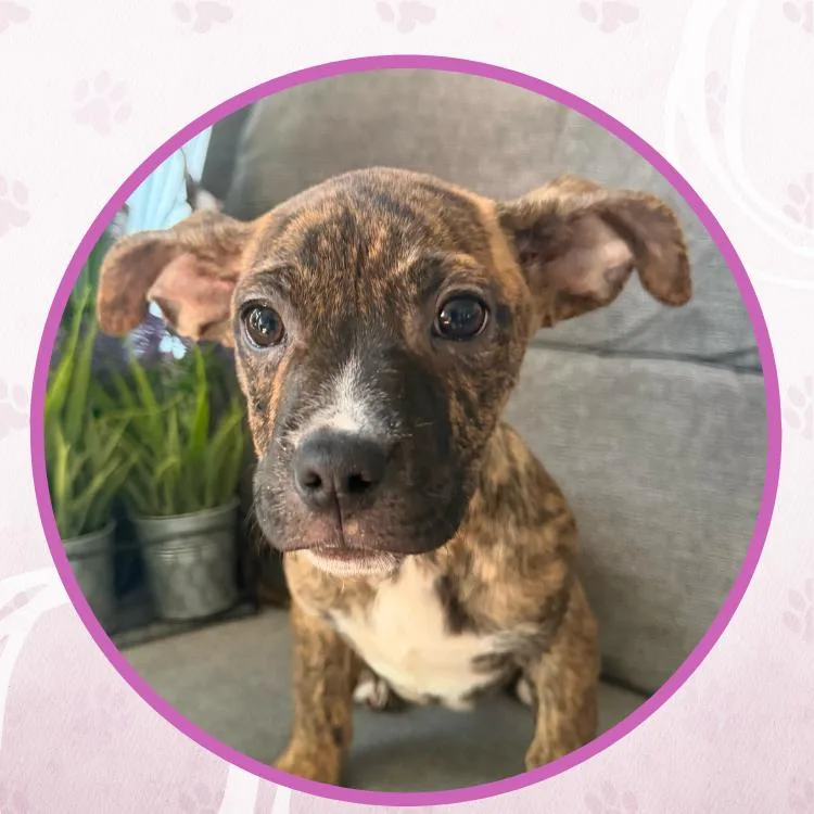 Honolulu Sun thumbnail 4