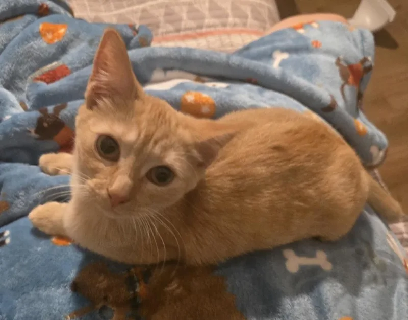 A baby small-sized female Tabby cat named Marmalade for adoption in Orlando, FL