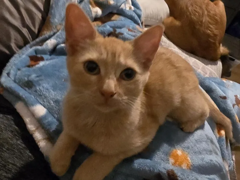 Marmalade thumbnail 2