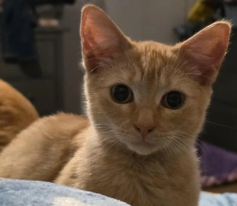 Marmalade thumbnail 3