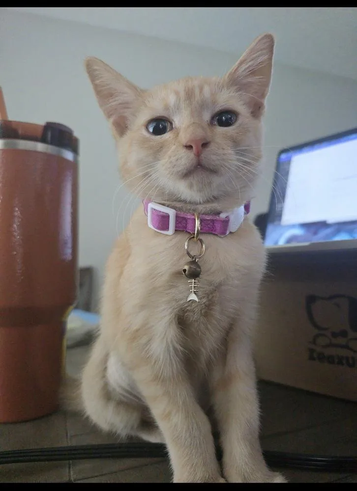 Marmalade thumbnail 4