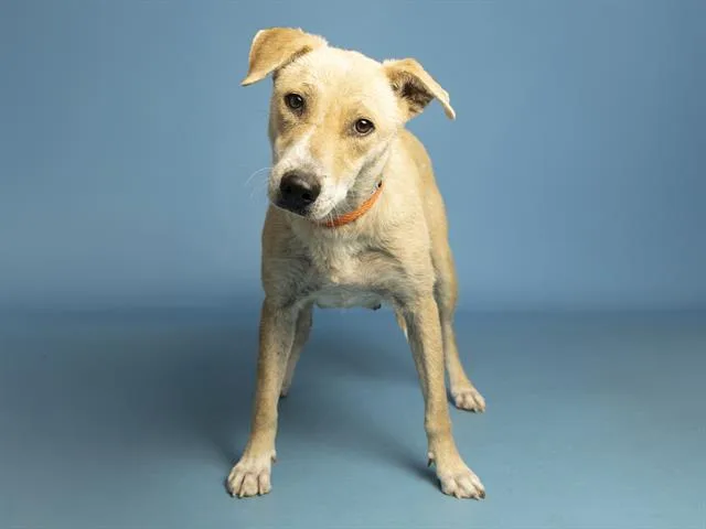A young medium-sized female Labrador Retriever dog named Sandy for adoption in Phoenix, AZ