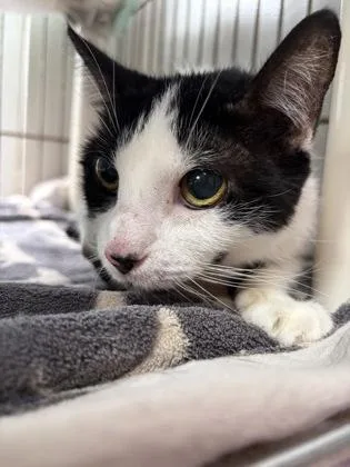An adult medium-sized female Black Domestic Short Hair cat named Dottie for adoption in Key West, FL