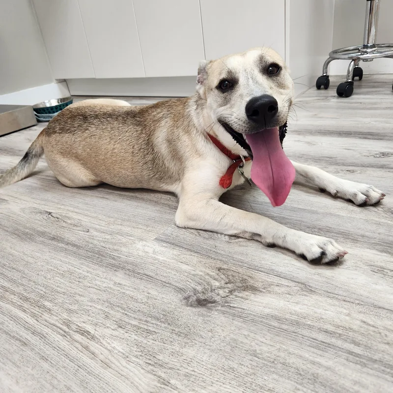 A young medium-sized female Apricot / Beige Labrador Retriever dog named Stormy for adoption in Dale, TX