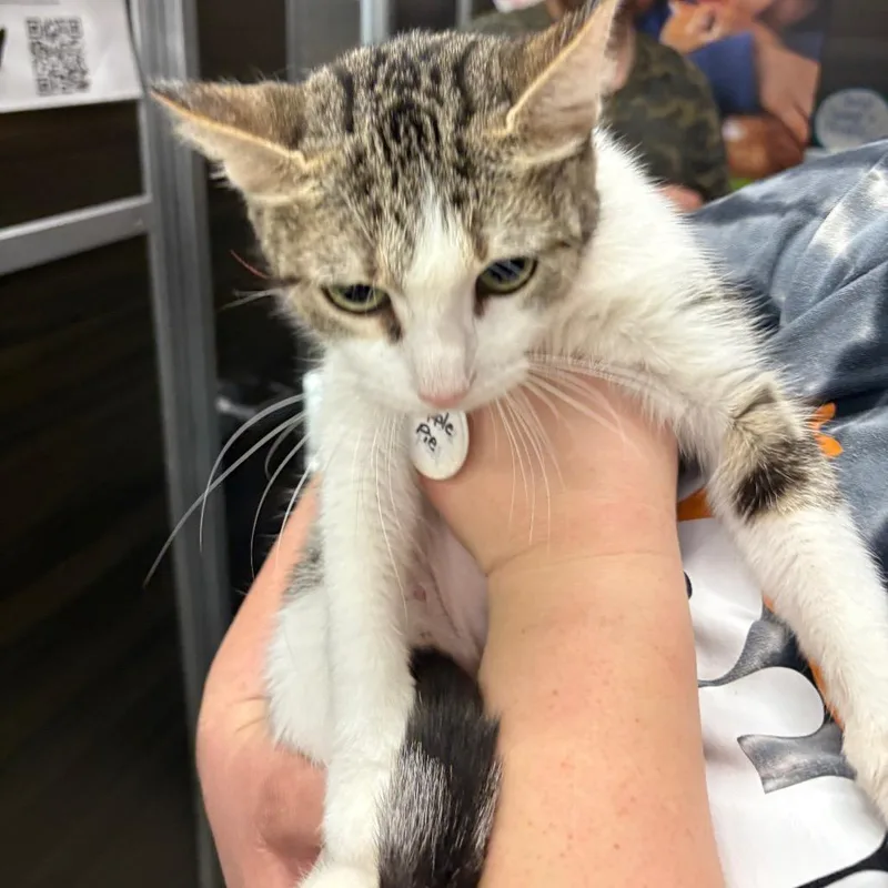 An adult medium-sized female White Domestic Short Hair cat named Apple Pie for adoption in Normal, IL