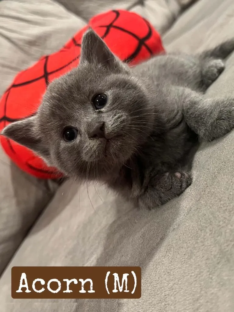 A baby medium-sized male Domestic Short Hair cat named Acorn for adoption in Hamilton, OH