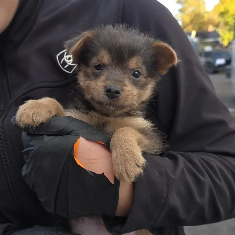A baby small-sized male Brown / Chocolate Mixed Breed dog named Cletis for adoption in Klamath Falls, OR
