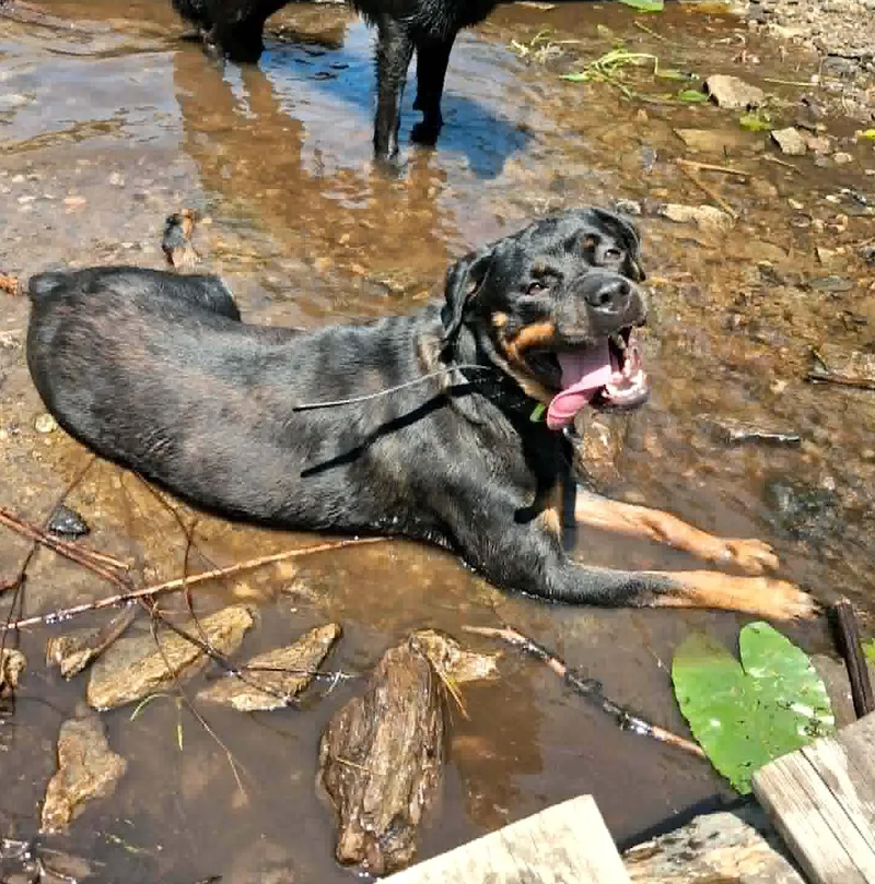 An adult large-sized female Rottweiler dog named Lilo for adoption in Worcester, MA