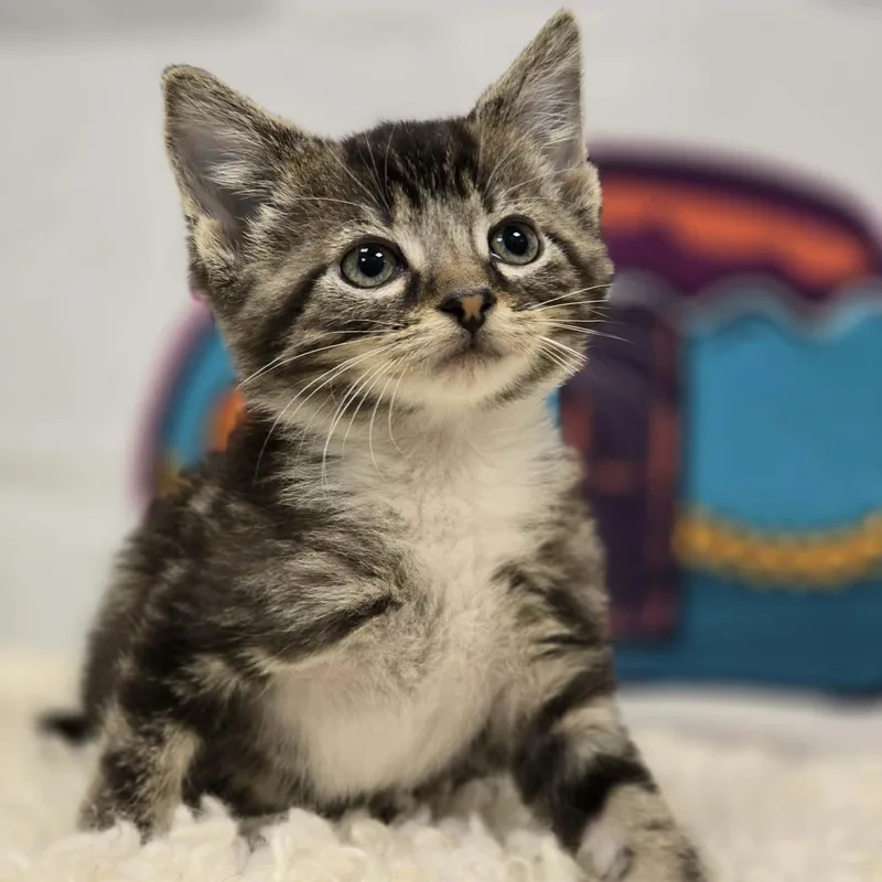 A young medium-sized male Tabby (Brown / Chocolate) Domestic Short Hair cat named Sequoia for adoption in Effingham, IL