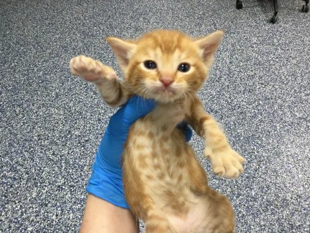 A baby small-sized male Domestic Short Hair cat named Joey for adoption in Thousand Palms, CA