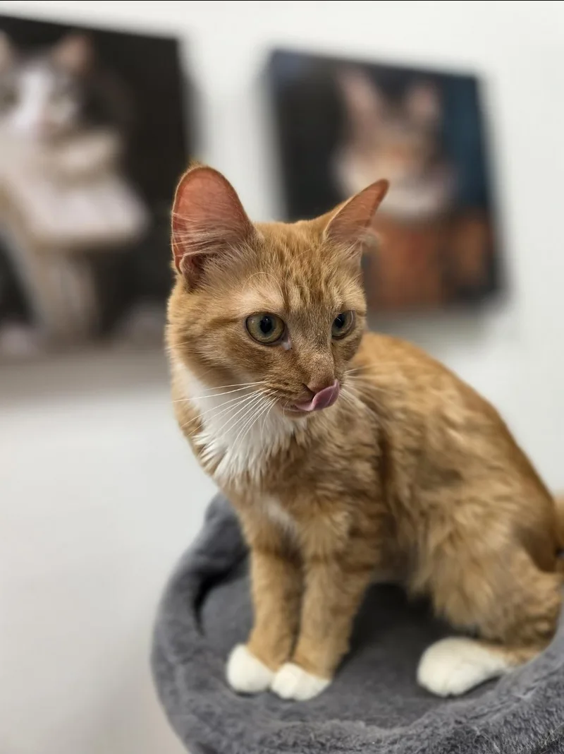 A young medium-sized female Orange & White Domestic Short Hair cat named Marmalade Meet me for adoption in Farmington, MN