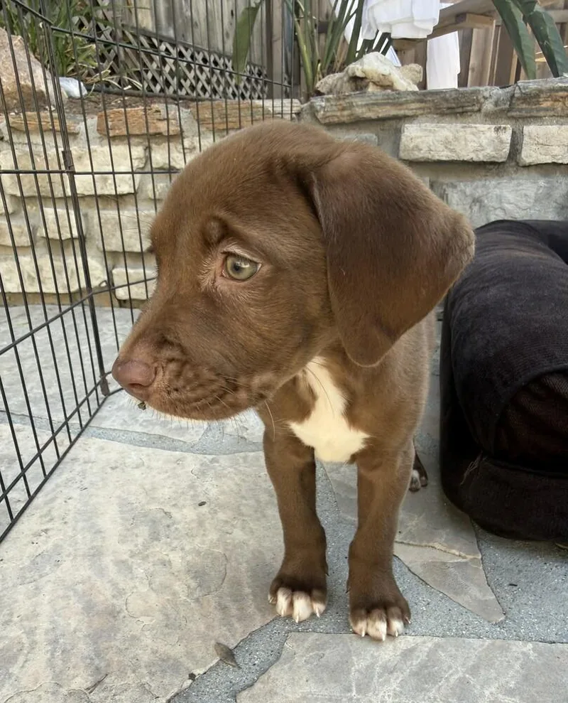 Biscuit