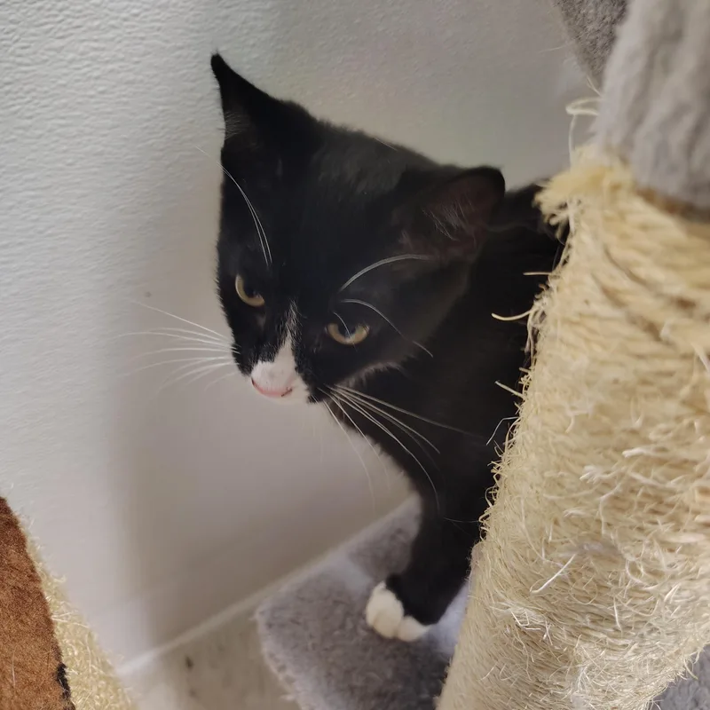 A young medium-sized female Black & White / Tuxedo Domestic Short Hair cat named Blossom for adoption in Englewood, NJ