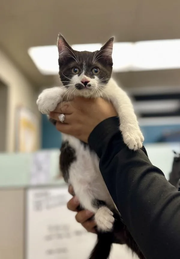 A baby medium-sized female Domestic Short Hair cat named Lizzy for adoption in Victorville, CA