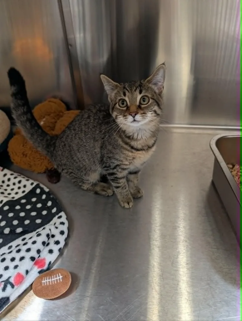 A baby medium-sized female Tabby (Tiger Striped) Domestic Short Hair cat named Florance for adoption in Chambersburg, PA