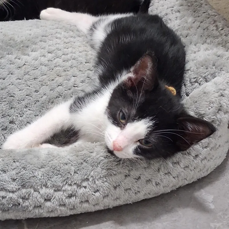 A baby medium-sized female Black & White / Tuxedo Domestic Short Hair cat named Frida for adoption in Chicago, IL