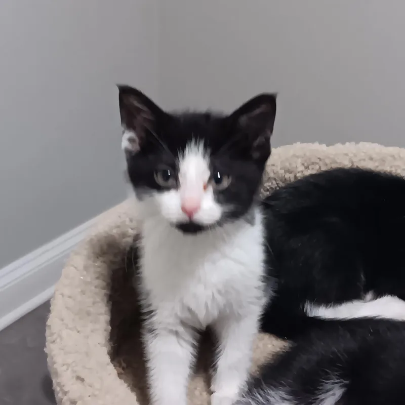 Frida thumbnail 3