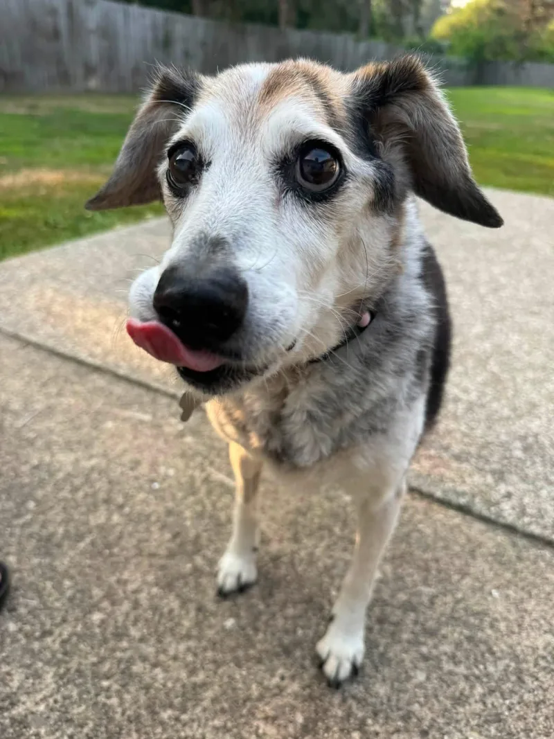 A senior medium-sized female Beagle dog named Sadie for adoption in Painesville, OH