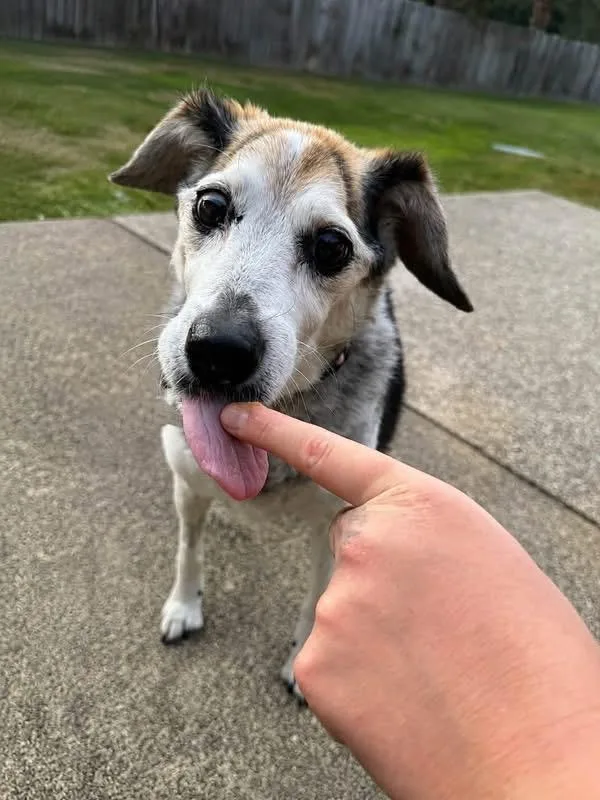 Sadie thumbnail 3