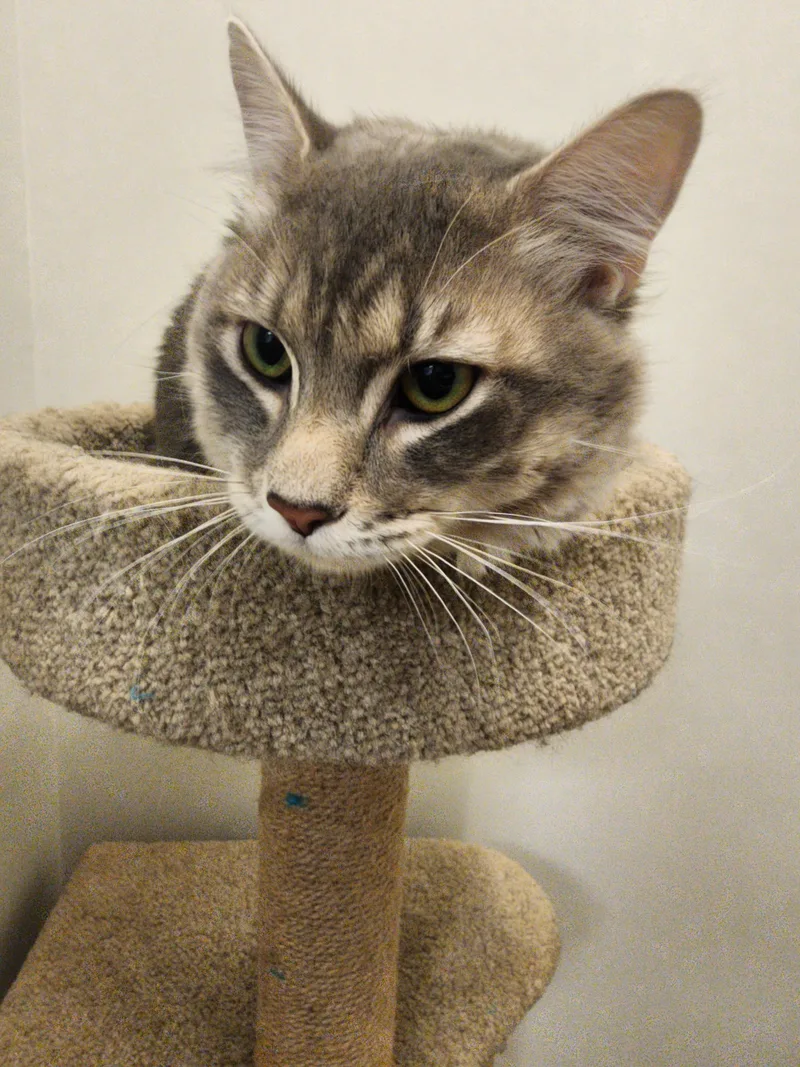 An adult medium-sized male Tabby (Gray / Blue / Silver) Domestic Medium Hair cat named Elliot for adoption in Allen, TX