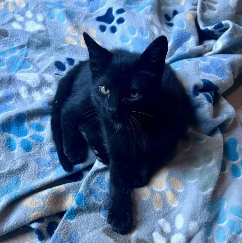 A baby small-sized male Domestic Short Hair cat named Tippi C Jones for adoption in Saunderstown, RI