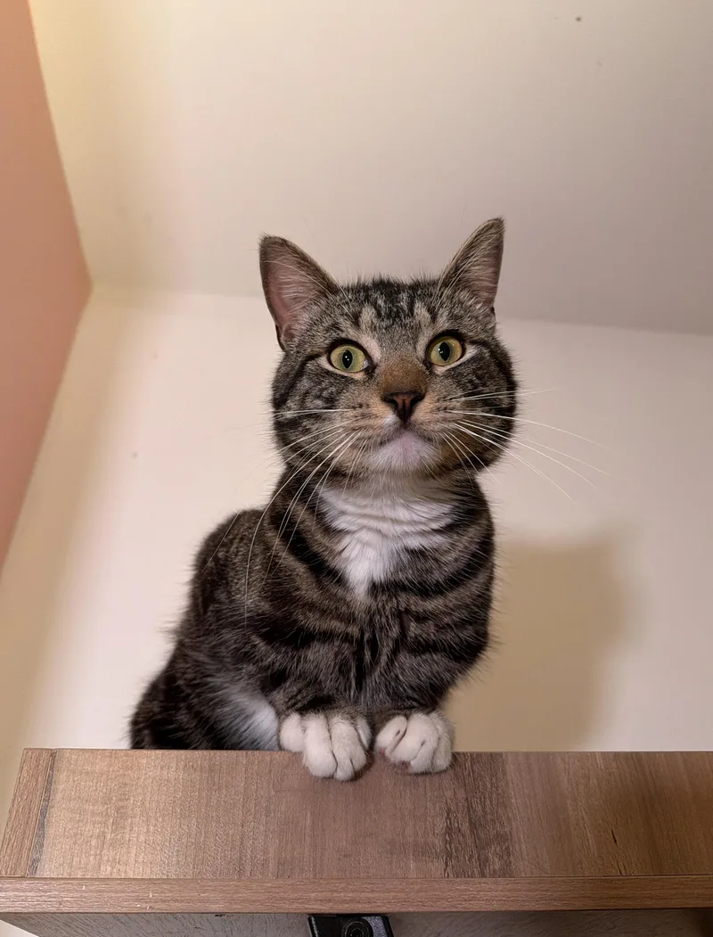 A young medium-sized male Tabby (Buff / Tan / Fawn) Tabby cat named Woody for adoption in New York, NY