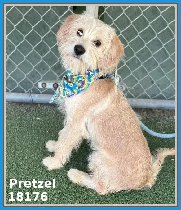 A young small-sized male White / Cream Terrier dog named Pretzel for adoption in Marietta, GA