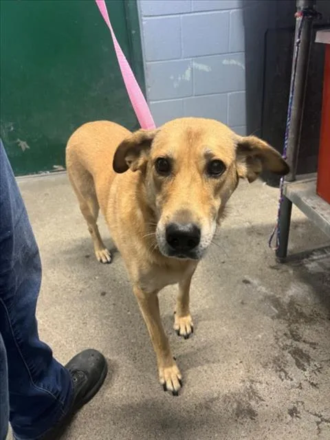 An adult large-sized female Labrador Retriever dog named Raya for adoption in Woodland, CA