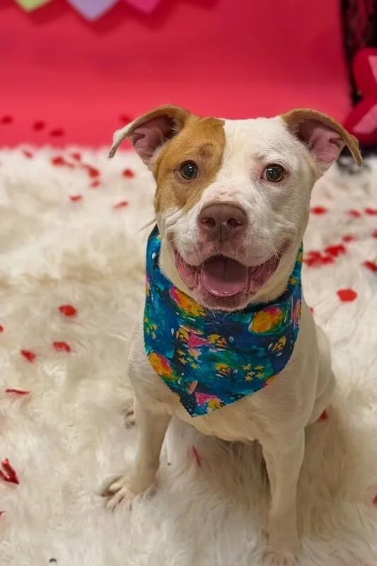 An adult large-sized female White / Cream Mixed Breed dog named Mrs. Claus for adoption in Cincinnati, OH