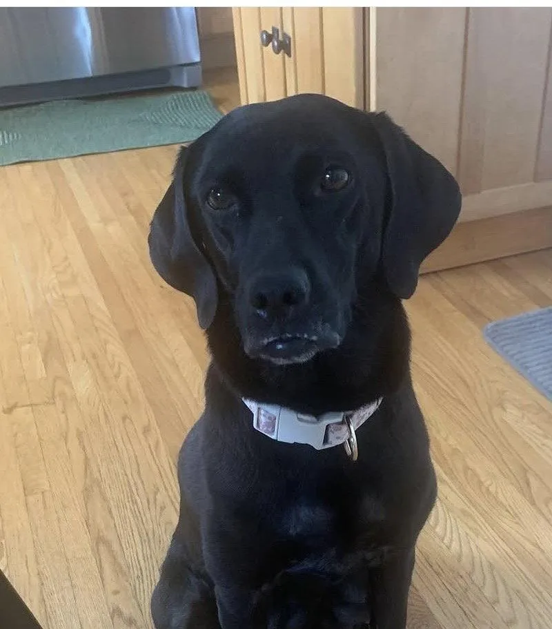 A baby medium-sized female Labrador Retriever dog named Cornelia for adoption in Springville, NY