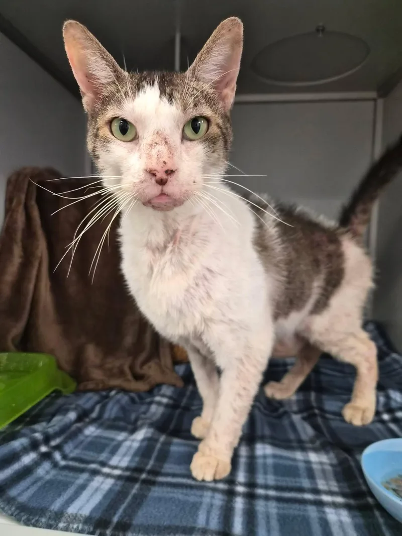 An adult medium-sized male Domestic Short Hair cat named Zed for adoption in Moundsville, WV