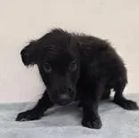 A young large-sized female Shepherd dog named Cardinalfish for adoption in Phoenix, AZ