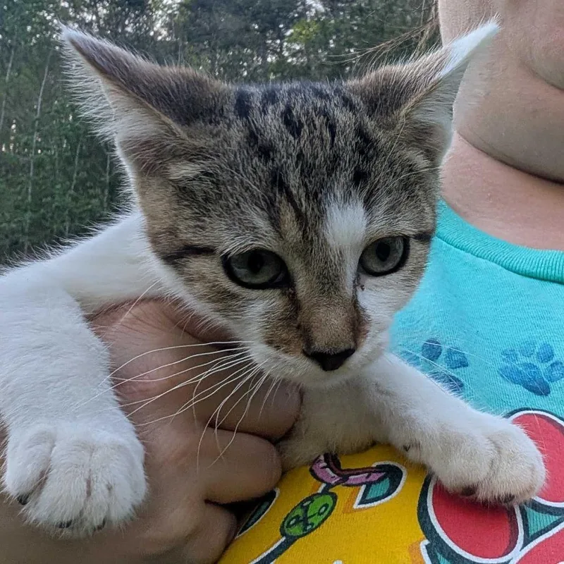 A baby small-sized male White Domestic Short Hair cat named Professor for adoption in Jefferson city, TN
