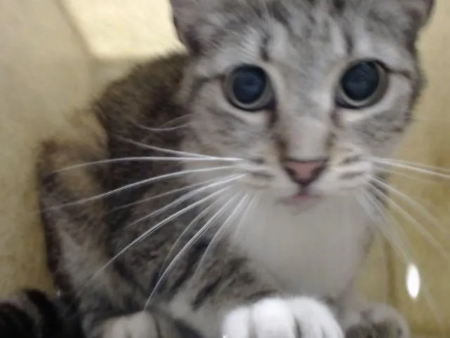 An adult small-sized female Domestic Short Hair cat named A for adoption in Moreno Valley, CA